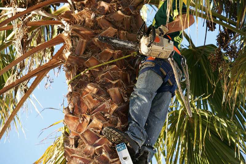 Palm Tree Trimming