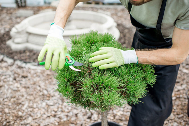 Shrub Trimming